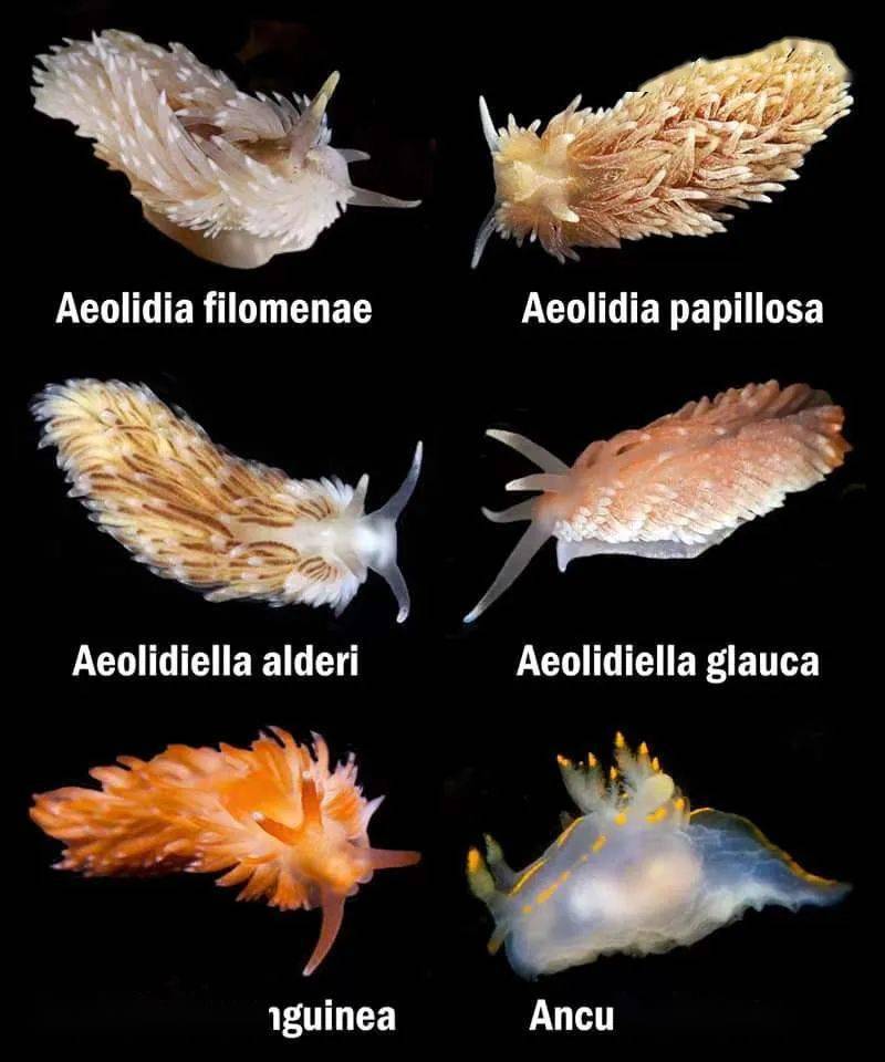 海兔的种类大全