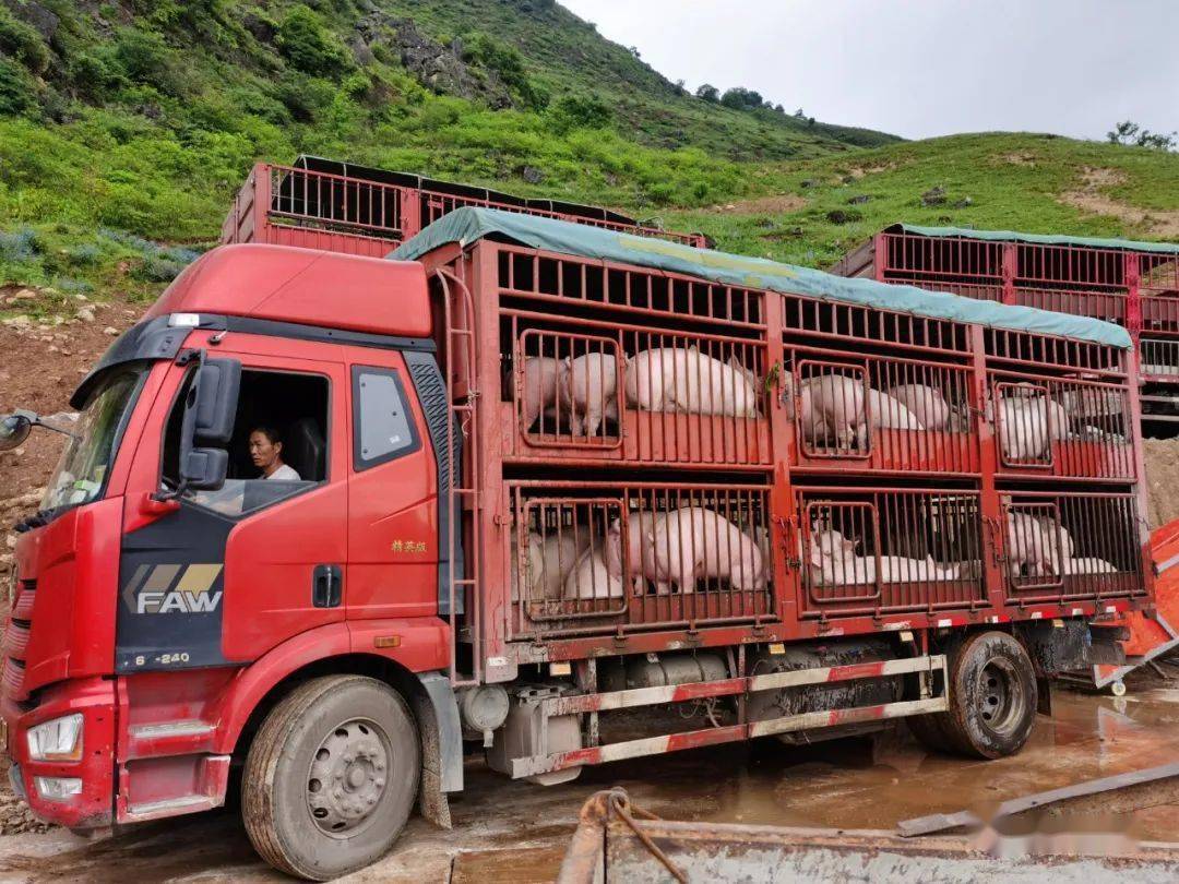 "两委"干部,猪场工作人员和收购商分工协作,正把一头头肥猪过称,装车
