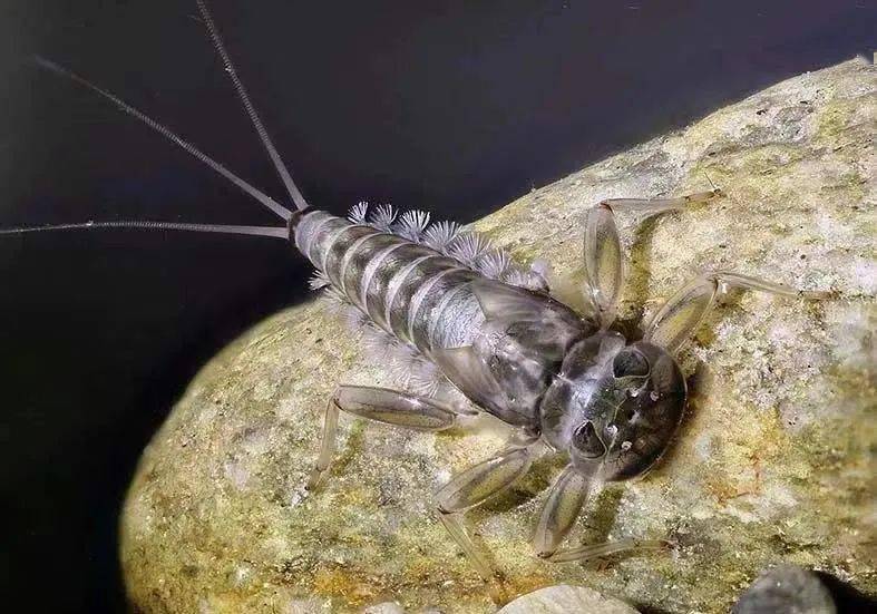 水生昆虫很多昆虫的幼虫生活在水中,他们的"虫生"经历了从水生到陆地