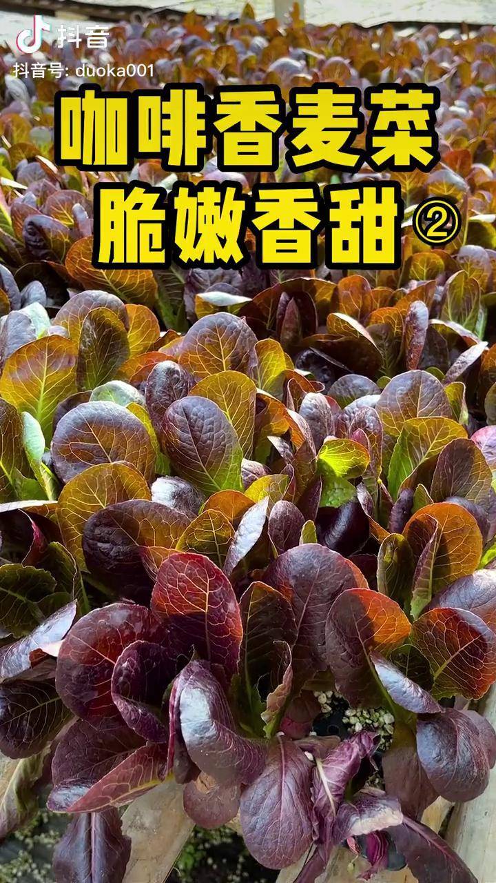 咖啡香麦菜脆嫩香甜咖啡菜
