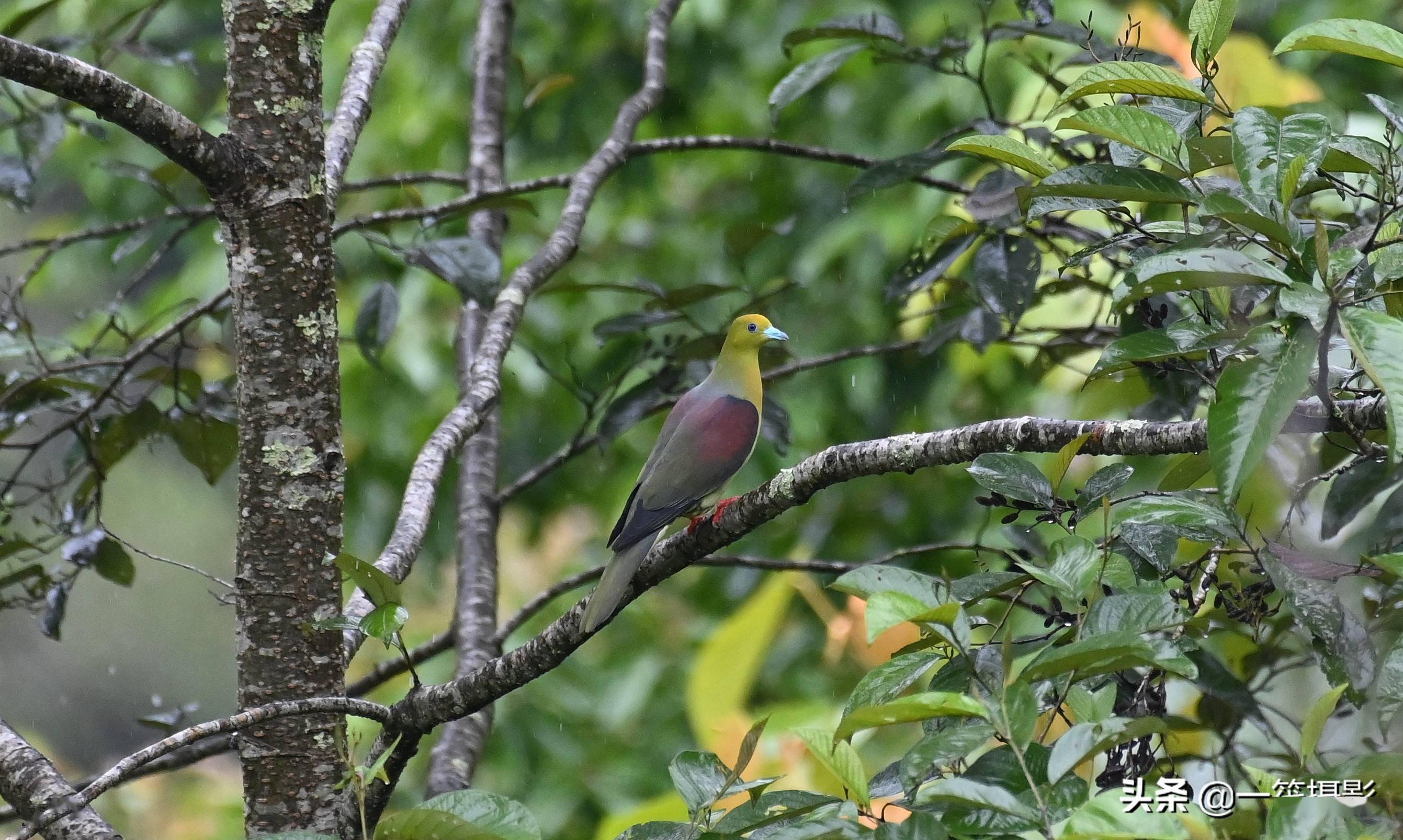 「墨脱遇见鸟」楔尾绿鸠,美艳的鸠鸽