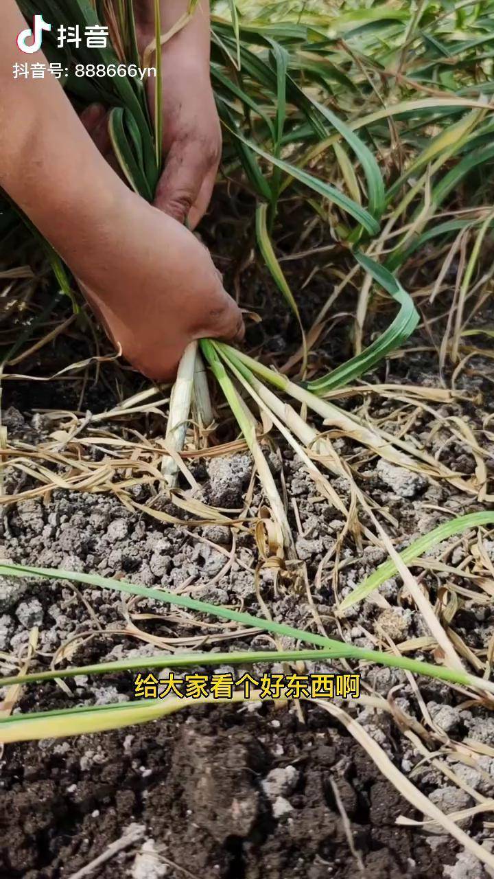 大蒜长在地里的图片图片