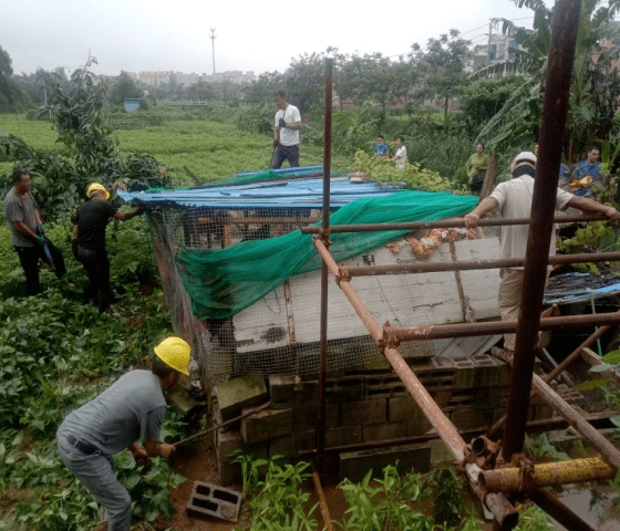 快訊惠安這個鎮拆除違建雞鴨棚舍53處