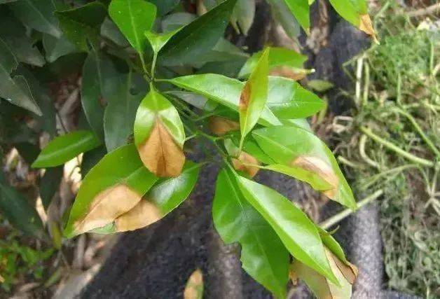 柑橘褐腐病的症状及如何防治(柑橘褐腐病防治药剂)