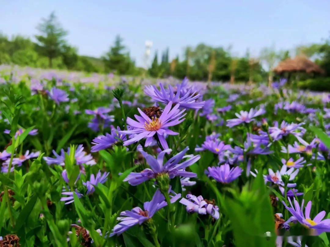 赏紫菀花海，观龙池飞瀑……