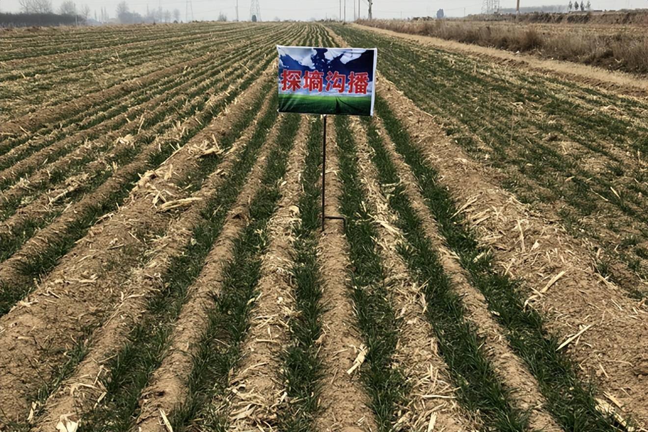 宽幅条播就是采用宽幅条播机械扩大行距,扩大播幅,深