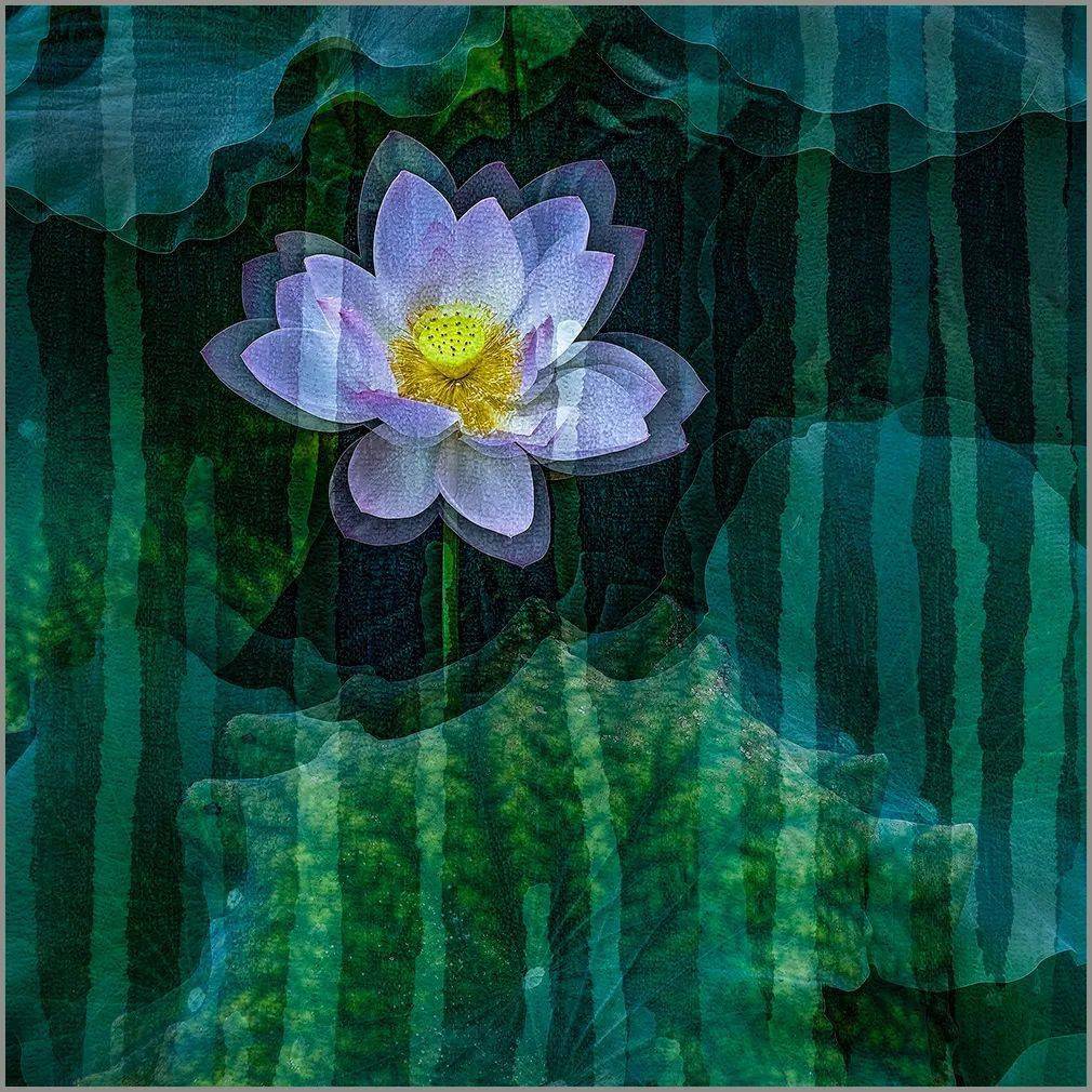 会员佳作 | 石广智:荷塘印象_摄影_作品_油画