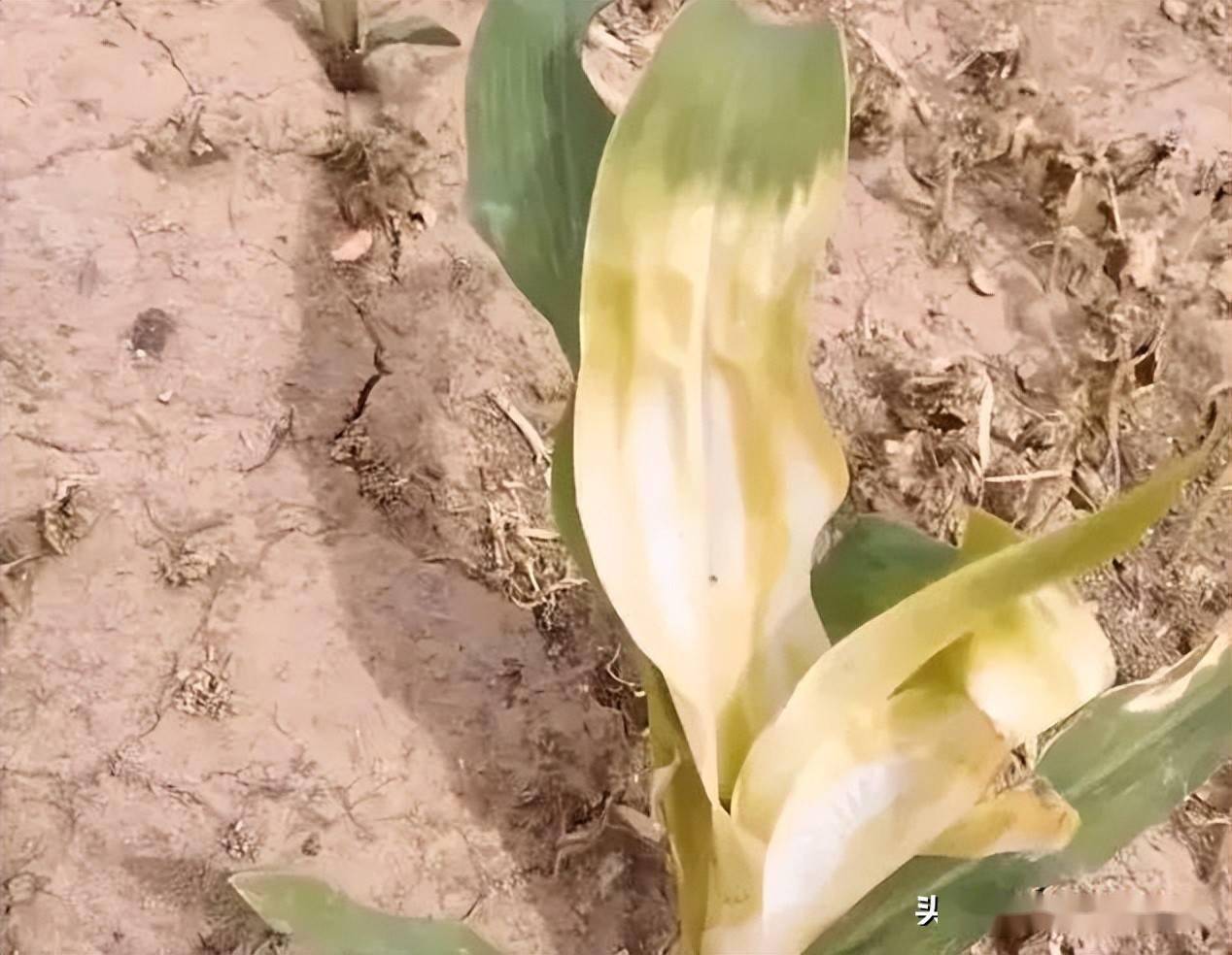 玉米专用除草剂_玉米除草剂的用法_玉米除草剂视频