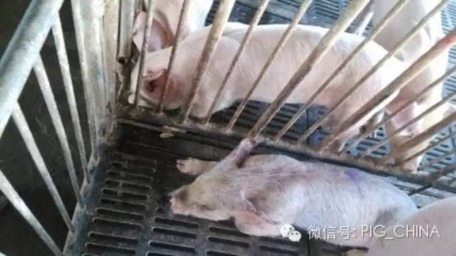 疫苗使用要合理!猪场5大流行猪病的防控对策_免疫_猪瘟_生猪