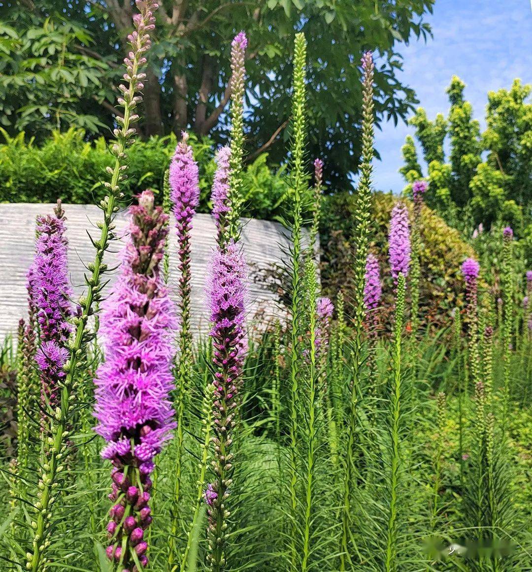 6-9月份可供宿根花境品种_植物_密度_容器