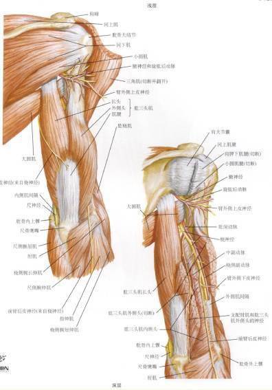 手麻的針刀治療思路_麻木_神經_鎖骨