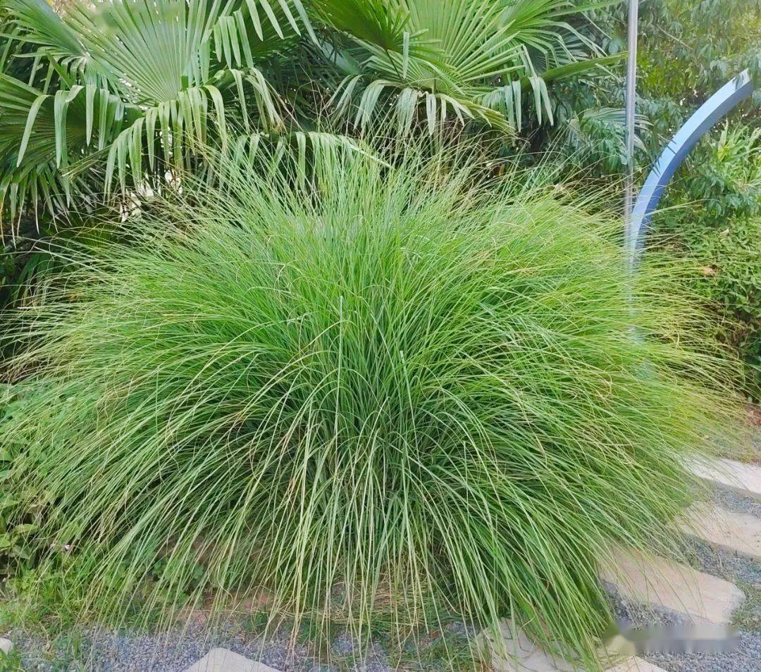 6-9月份可供宿根花境品种_植物_密度_容器