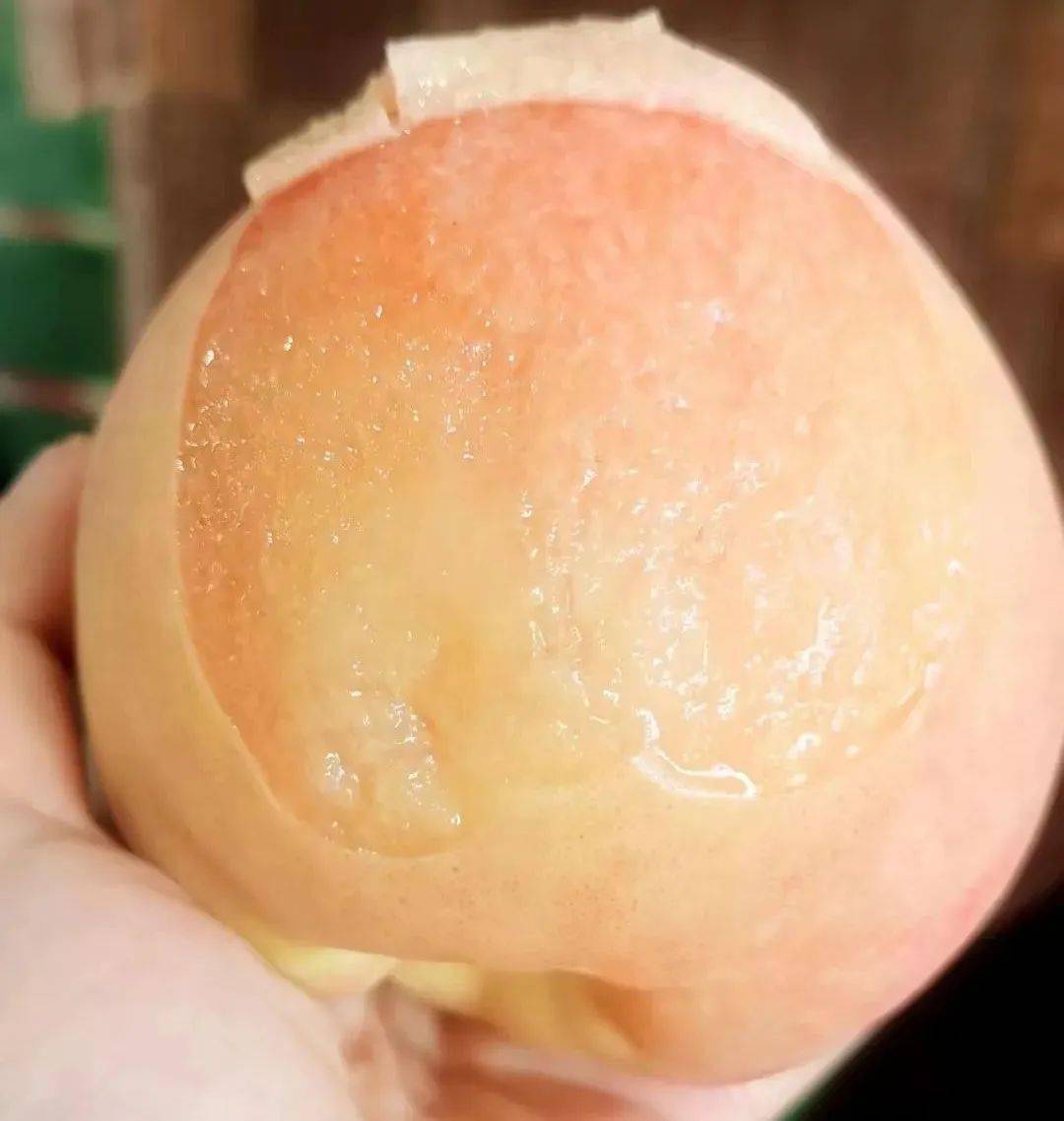 桃子_苏报_个人