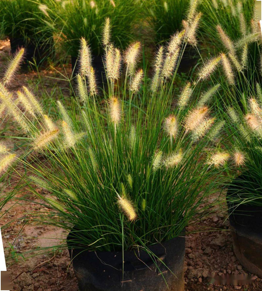 6-9月份可供宿根花境品种_植物_密度_容器