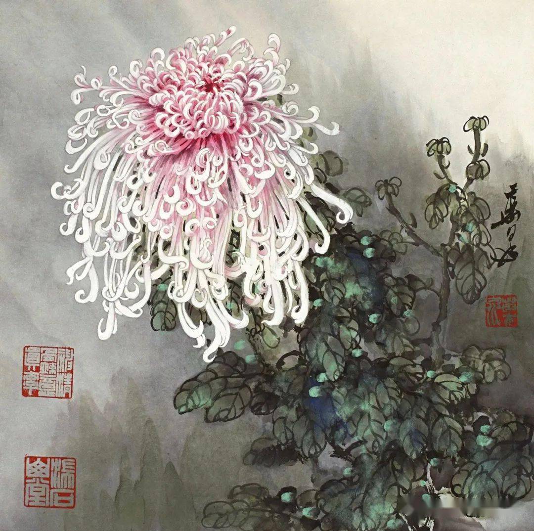 菊花王子叶泉