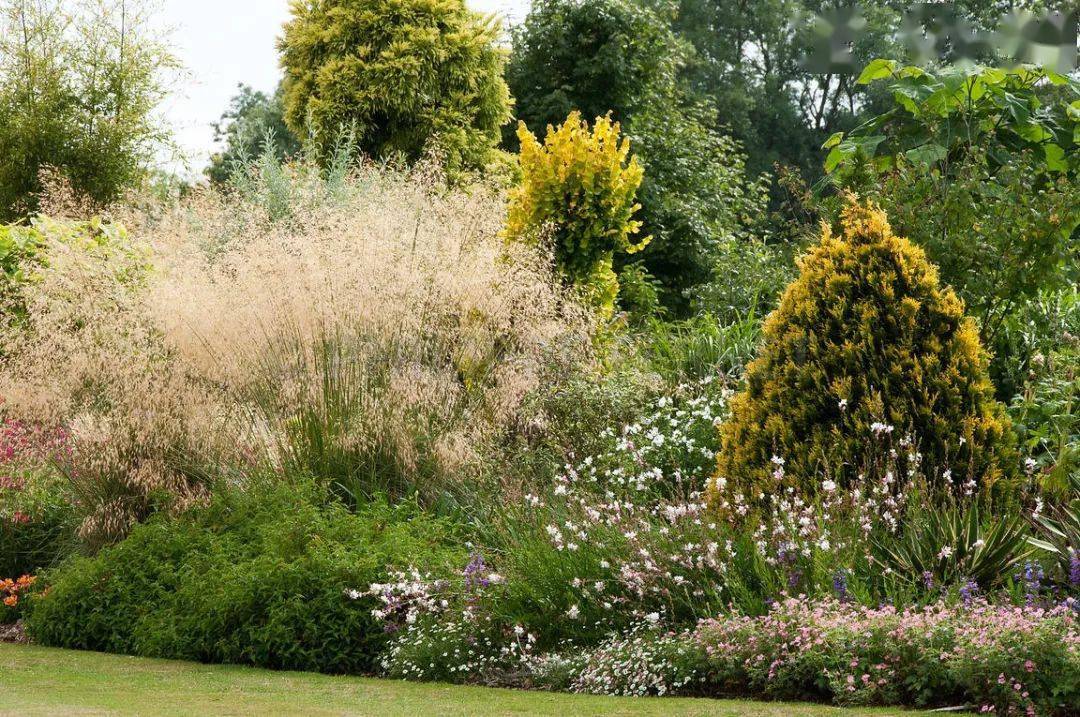 大的魔杖它可以用在种植边缘处巨针茅特别适合干燥区域稃的顶部还有