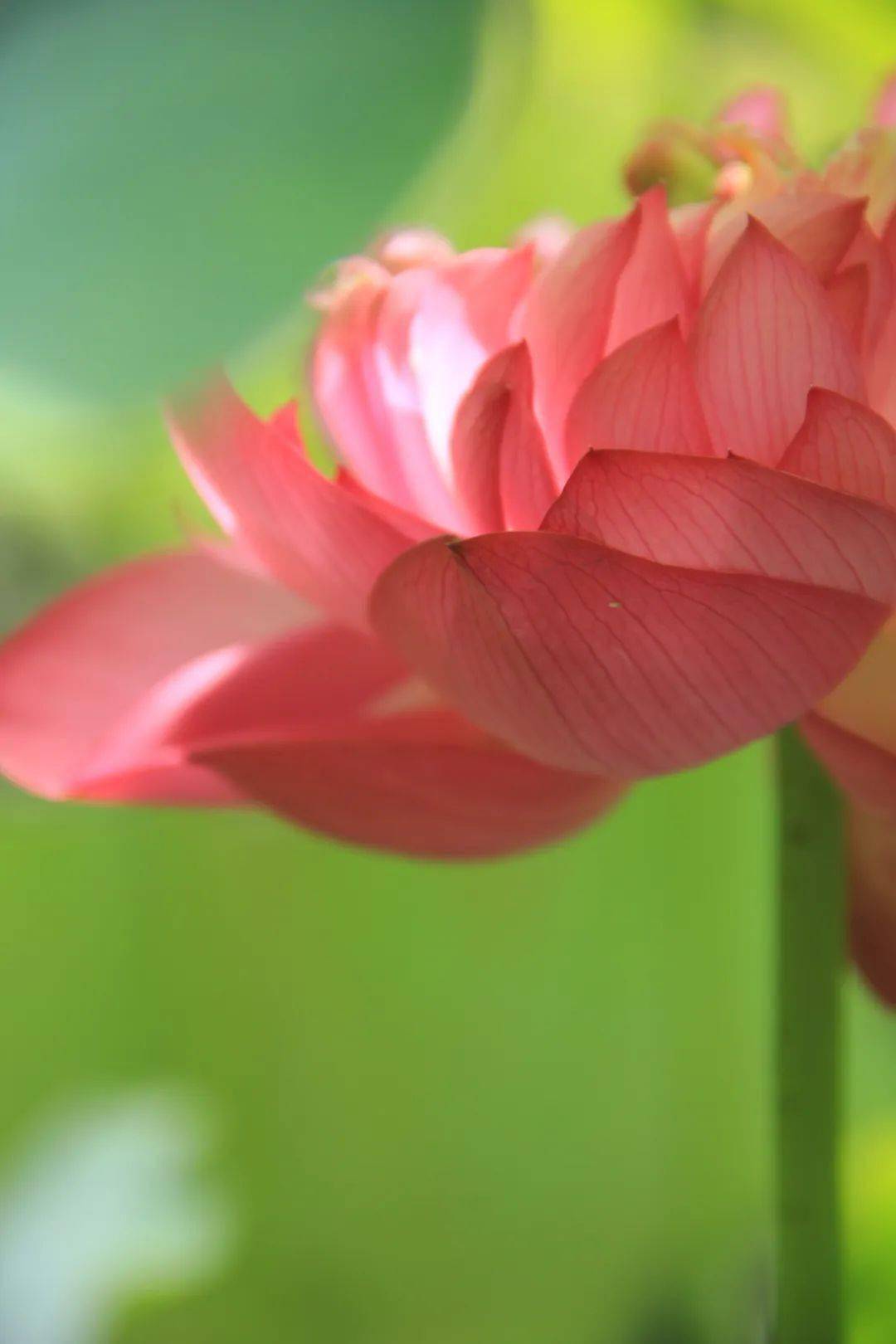 莲实是长命种子,无休眠期,只要老熟,可随采随选随播,也可用隔若干年