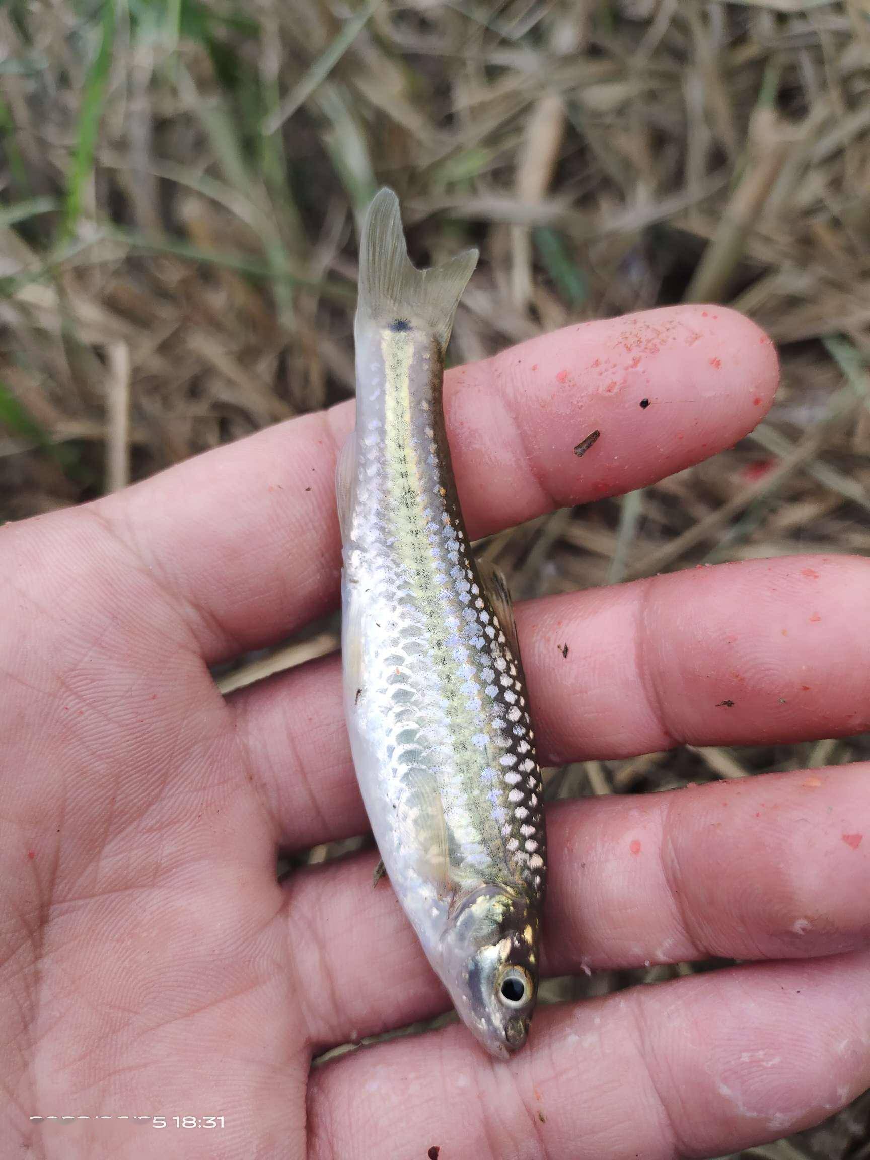 怡情小钓一波三折遇鱼坚强