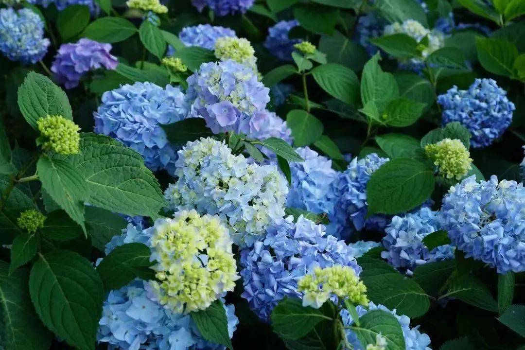 超美!最近文山这片花海火了