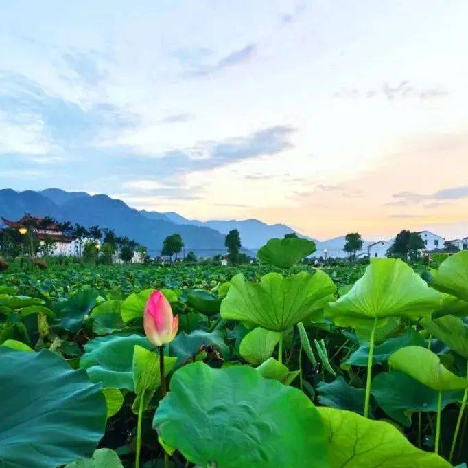 夏日炎炎，钱库这里荷花开了！_谢村_夏天_池香