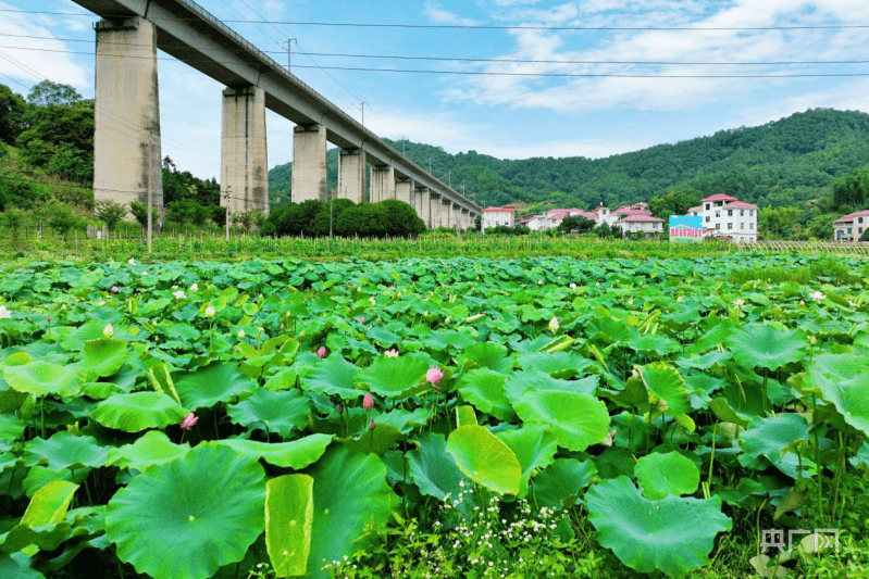 【航拍赣鄱】青山绿水 夏日乡村入画来