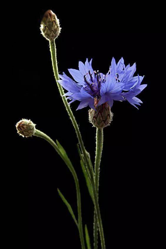 国画素材丨矢车菊美得不要不要的