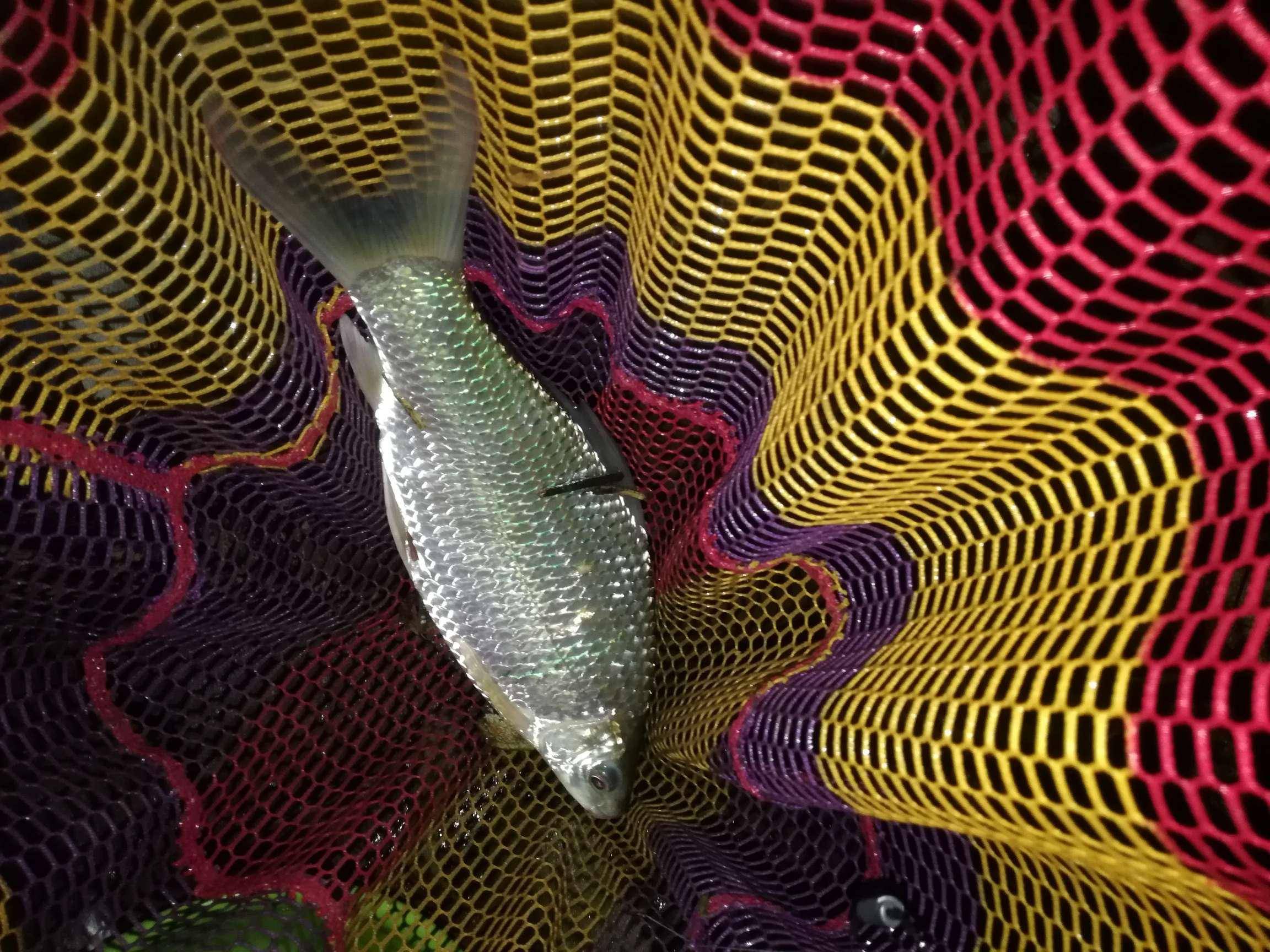 一枚萌新的蜕变之路,时隔一年的约钓_鱼情_表弟_位置