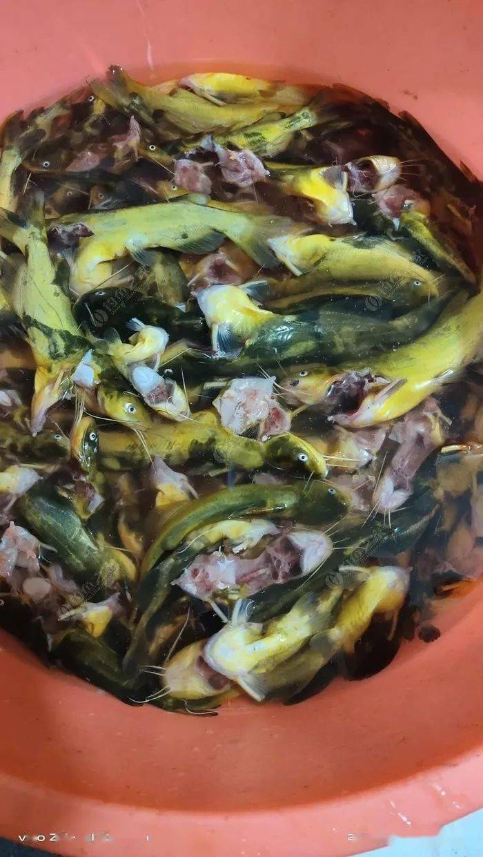 老司机分享钓嘎鱼全攻略