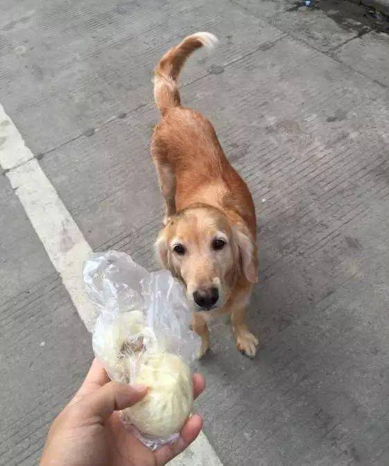 梦境奇遇，梦见捡一条狗身上好多值钱的东西