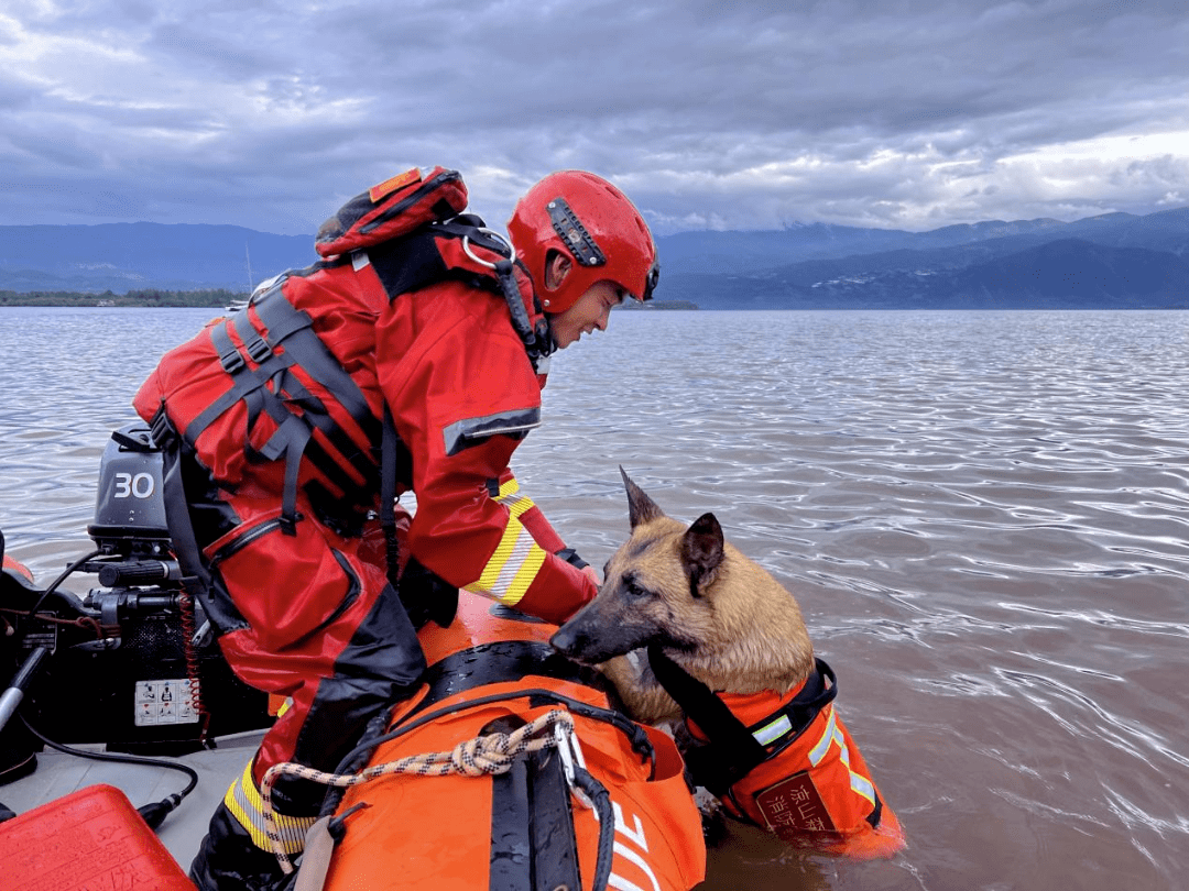 第一次接触水上救援训练的搜救犬都有些怕水,但经过一段时间的基础