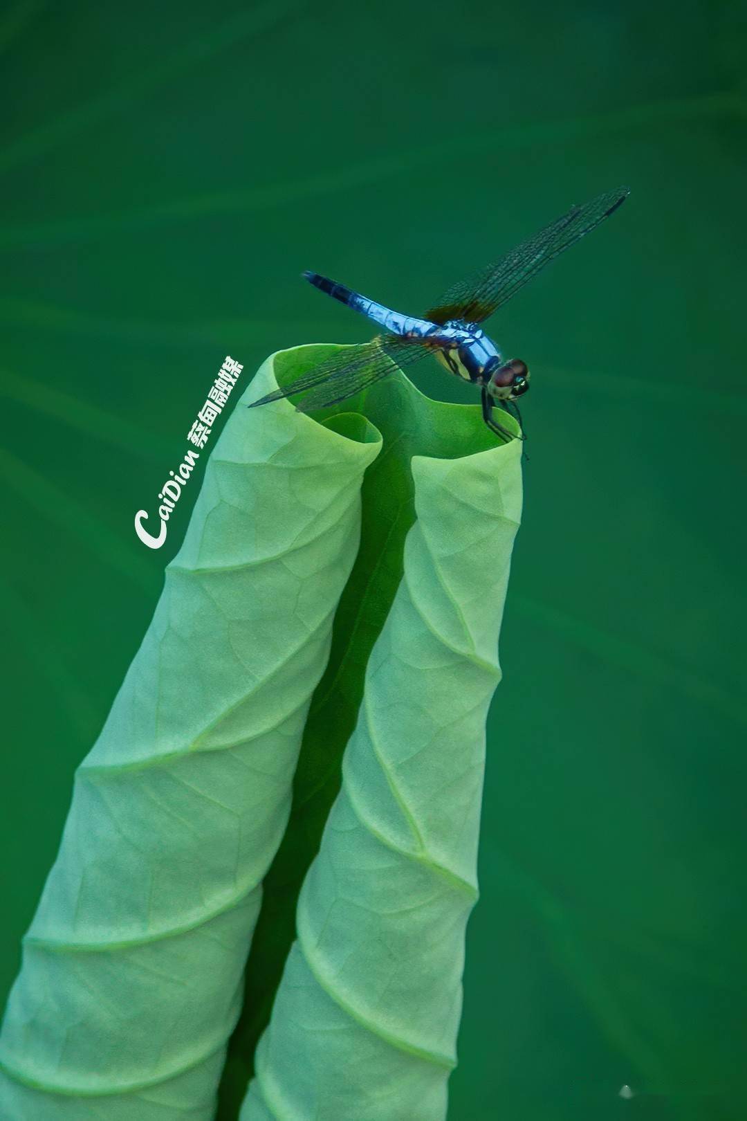 红蜻蜓蓝蜻蜓简谱图片