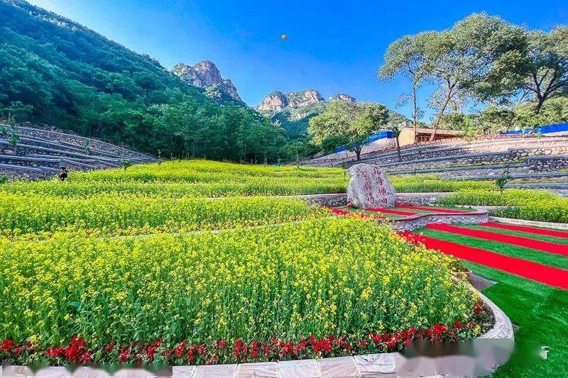 1日印象61山地滑车新型户外运动の网红梨树沟梯田花海盛大开放采摘