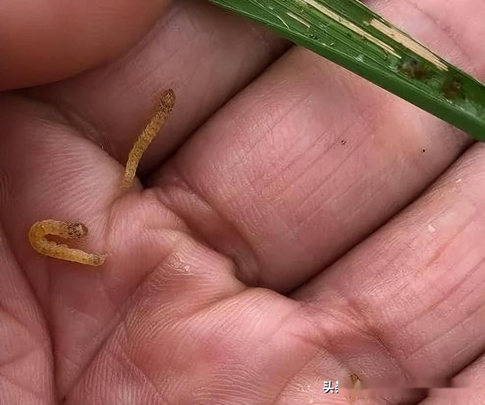 以幼虫为害水稻,缀叶成纵苞,躲藏其中取食上表皮及叶肉,仅留白色下