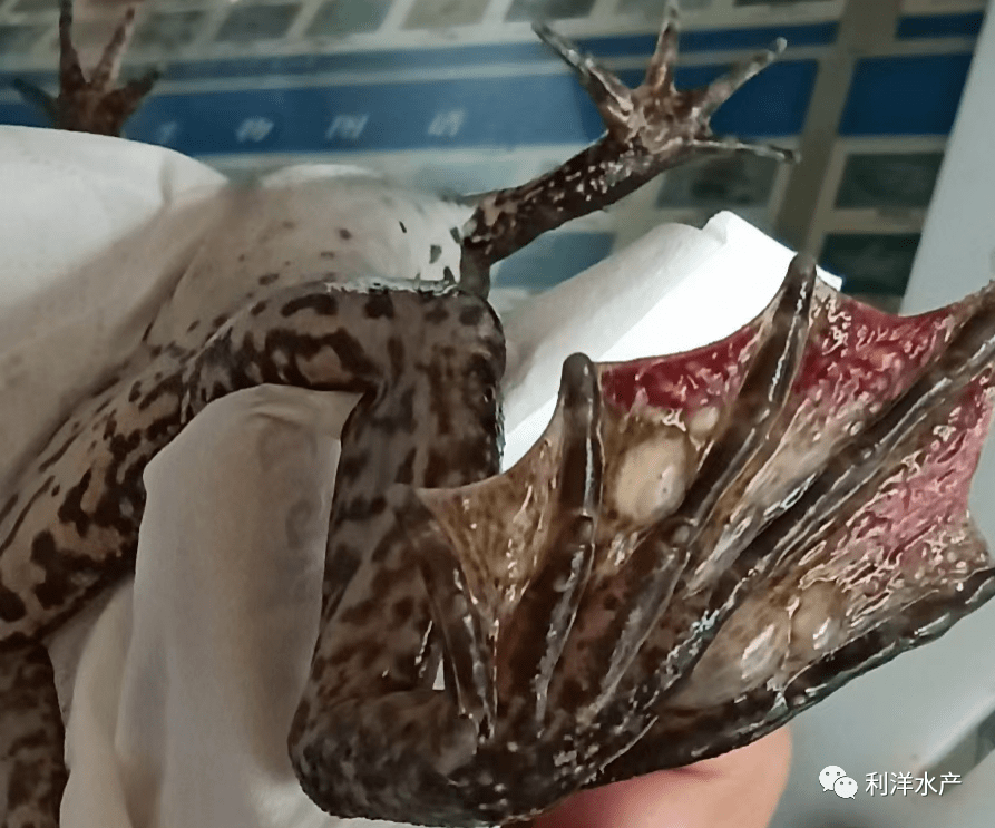 【每周一例】牛蛙后肢溃烂,大量死亡