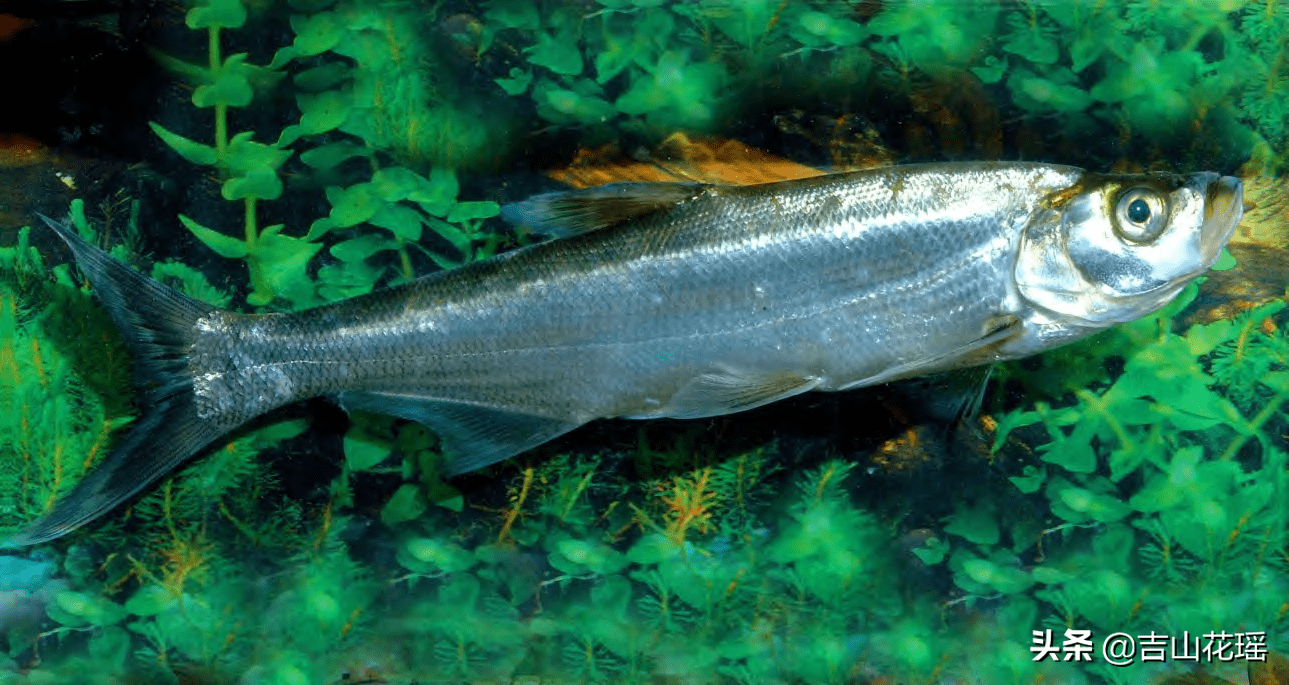 兴凯湖大白鱼三种高效养殖模式技术要点