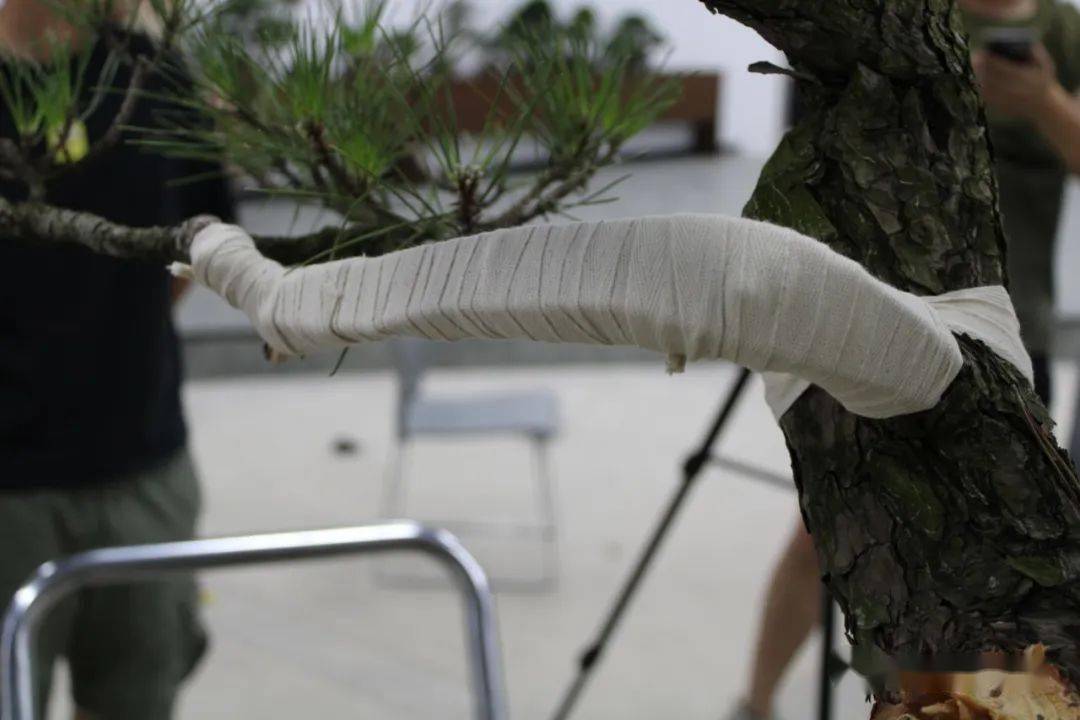 本人现场制作加解说!周士峰松树盆景制作实录