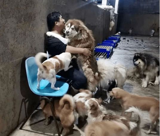 300只流浪猫狗的求助：它们想活着！