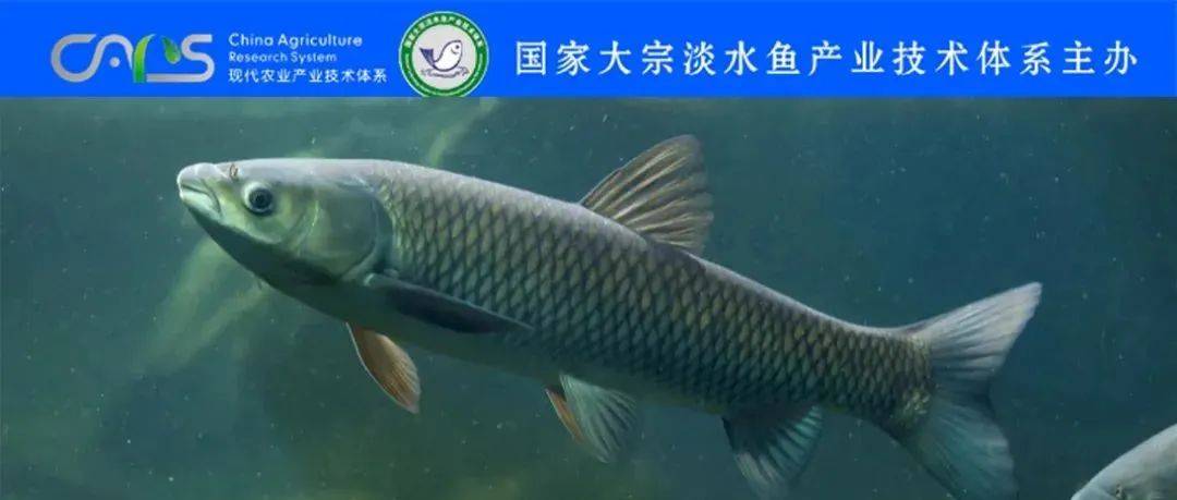这条鱼产量第一，但养殖成本增加、病害频发，体系组织专家把脉，提出解决思路_草鱼_发展_产业