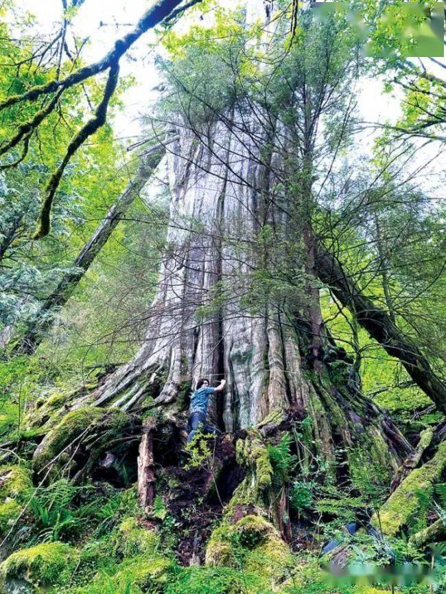 加拿大发现千年巨柏宽度堪比波音747机舱