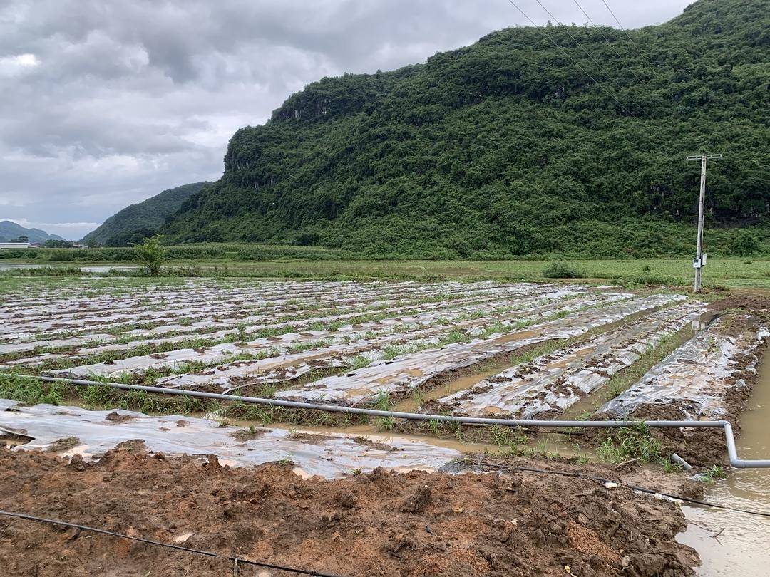 江永:暴雨致农田再次被淹 抢收补种保收成_江永县_农作物_农户