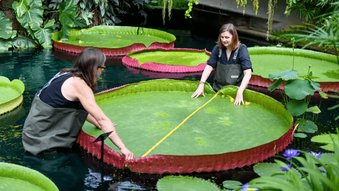 giantwaterlily科学家发现巨型睡莲新品种叶子直径可达3米