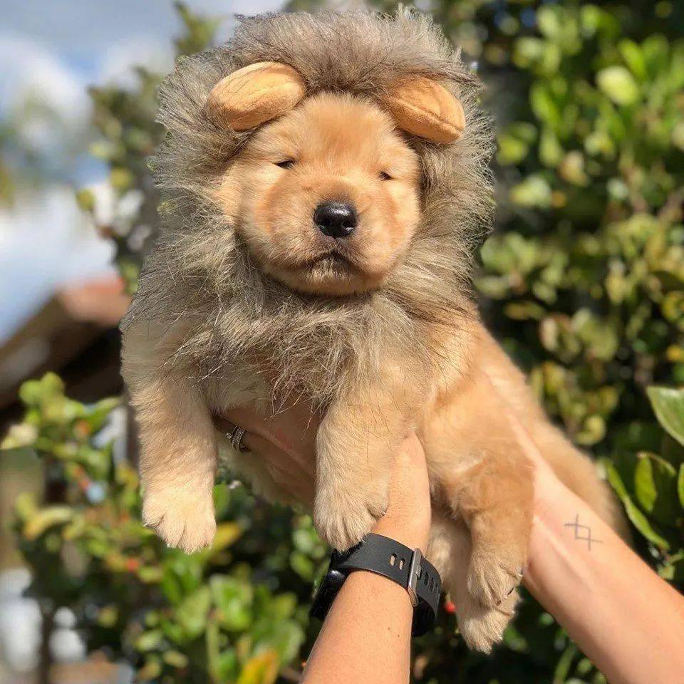 给3只萨摩耶带上狮子头套后哈哈哈哪来的傻狮组合