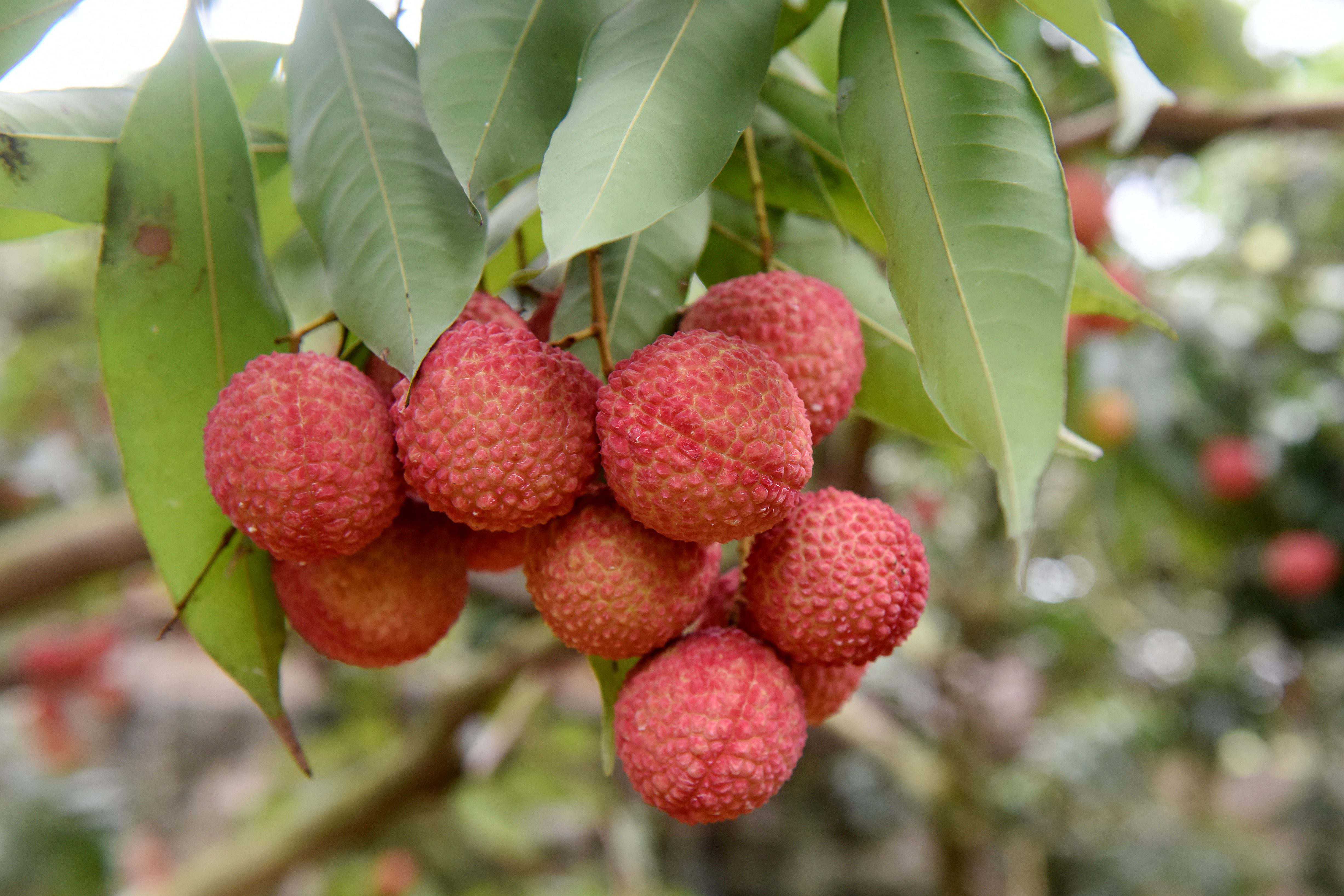 惠风|"吃货"东坡寓惠三载,美食疗愈人生苦旅_荔枝_惠州_岭南