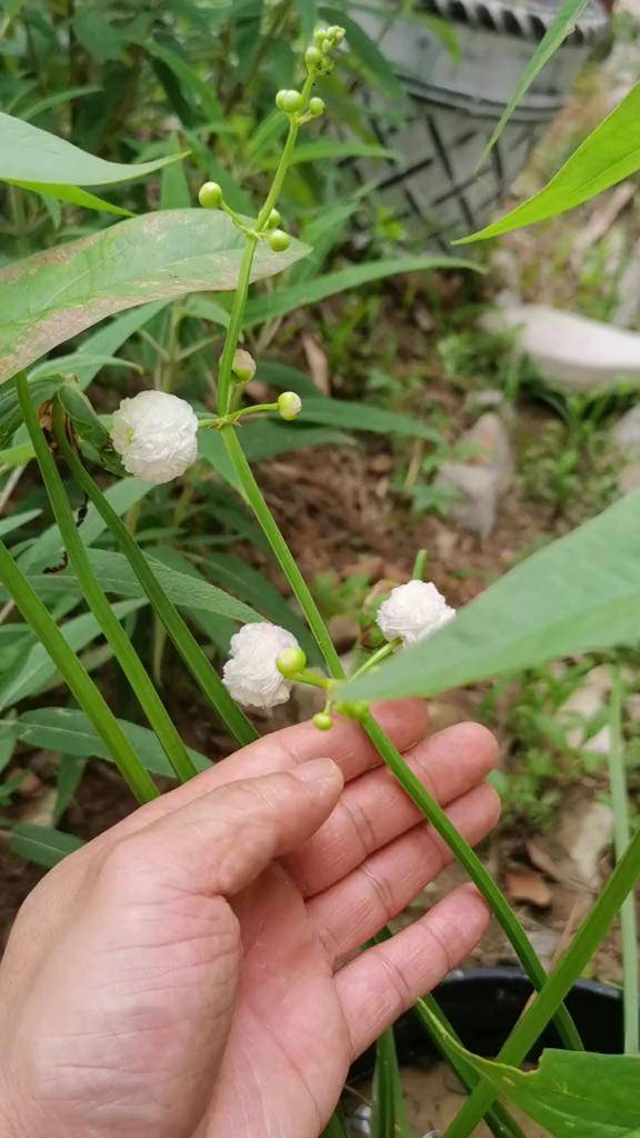 茨菇 开花简直太美了!_茨菇_开花