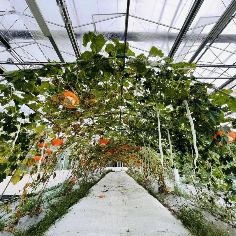 嘉田四季 八福农场——你期待的小记者采风研学活动不容错过!