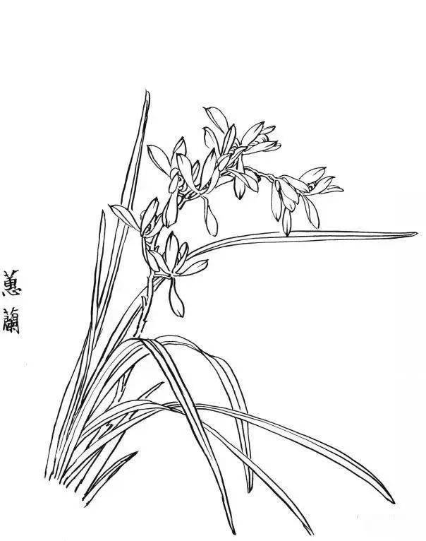 白描植物 简单图片