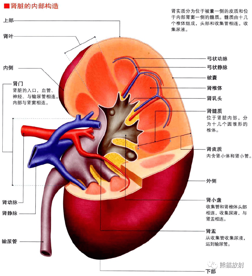 肾脏内部结构图图片