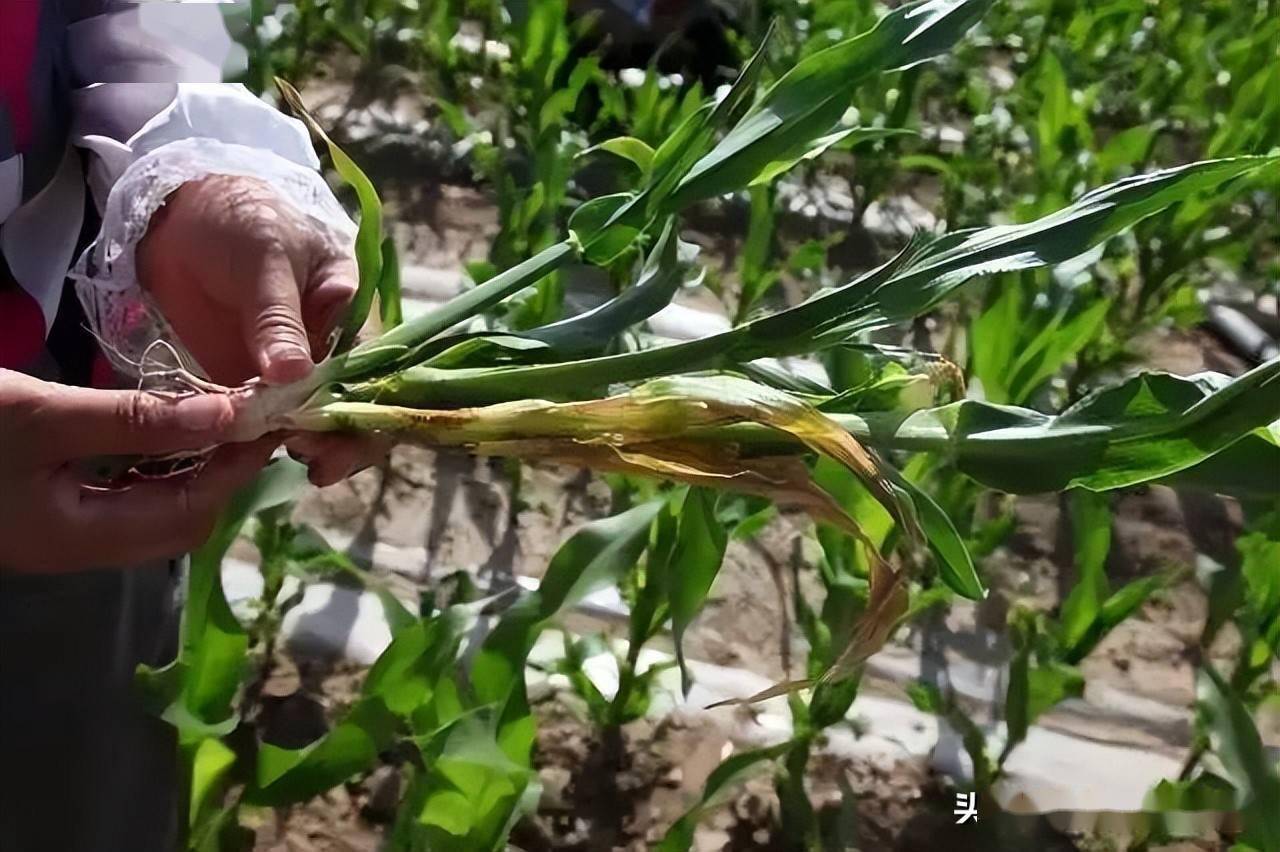 除草剂药害和顶腐病,你一定要分清_叶片_阵雨_县市