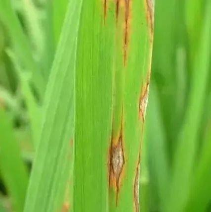 水稻后期常见病害的发生与防治!_褐色_叶片_叶鞘