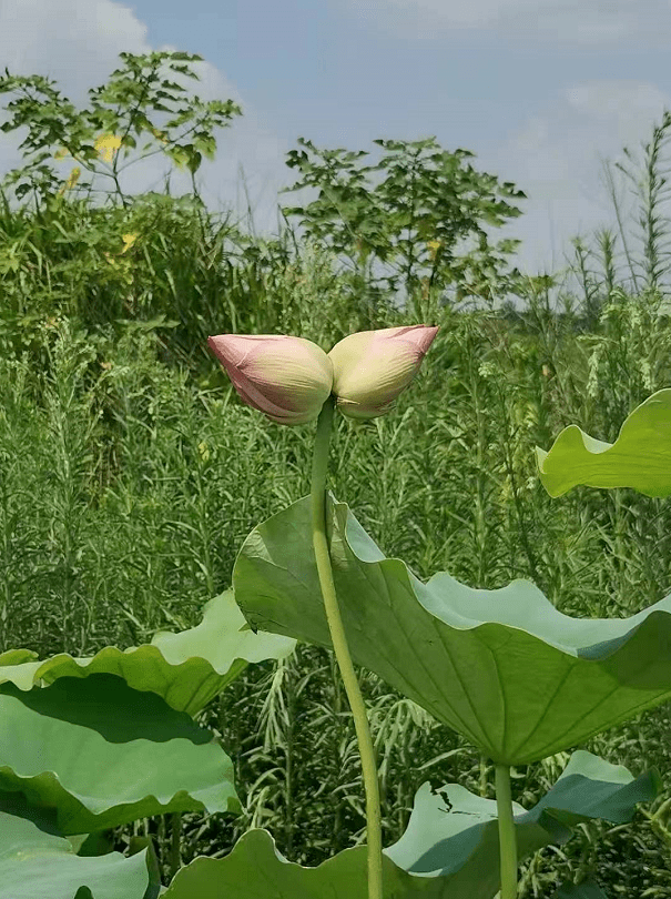 今日小暑六合池杉湖惊现超罕见并蒂莲双色睡莲